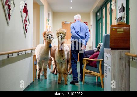 Rudolstadt, Allemagne.23 septembre 2021.Les alpagas se trouvent dans le couloir de la maison de retraite à côté d'un résident qui se rendit dans sa chambre.Alpacas et lamas visitent les résidents de la maison de retraite à Rudolstadt.Avec les animaux, la promotion et la thérapie protégées par les animaux sont possibles.(À dpa 'ce n'est pas seulement des enfants ' - Alpacas et lamas dans la maison de retraite') Credit: Vogl Daniel/dpa/Alay Live News Banque D'Images