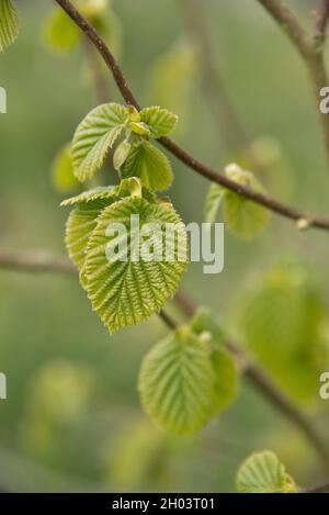 Développement et expansion de feuilles dentelées doubles de noisette commune (Corylus avellana) un petit arbre à feuilles caduques au printemps, avril Banque D'Images