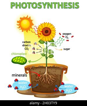 Diagramme montrant le processus de photosynthèse dans l'illustration du tournesol Illustration de Vecteur