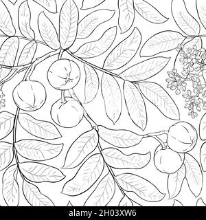 motif vectoriel andiroba sur fond blanc Illustration de Vecteur