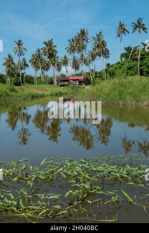 Photo verticale de palmiers et d'une petite cabine dans un village rural, en Malaisie Banque D'Images