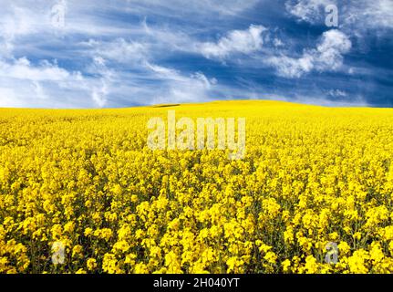 champ doré de la floraison colza, canola ou colza avec de beaux nuages sur le ciel - brassica napus - colza est une plante pour l'énergie verte et l'industrie de l'huile Banque D'Images