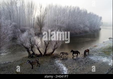 Image aérienne du paysage d'hiver de la rivière gelée avec des chevaux sur la prairie, tirer à partir de drone Banque D'Images