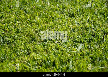 Gros plan sur une pelouse en herbe verte luxuriante Banque D'Images