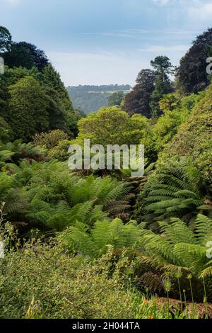 Le spectaculaire jardin subtropical de Trebah dans les Cornouailles. Banque D'Images