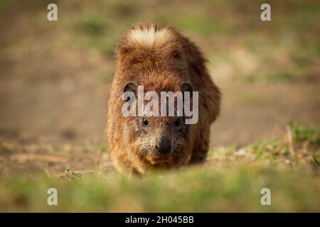 Rock Hyrax - Procavia capensis également dassie, Cape Hyrax, lapin roc et coney, mammifère terrestre de taille moyenne originaire d'Afrique et du Moyen-Orient, o Banque D'Images