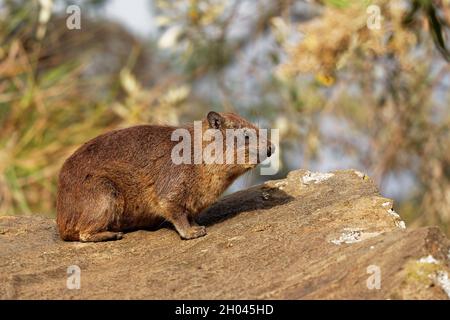 Rock Hyrax - Procavia capensis également dassie, Cape Hyrax, lapin roc et coney, mammifère terrestre de taille moyenne originaire d'Afrique et du Moyen-Orient, o Banque D'Images