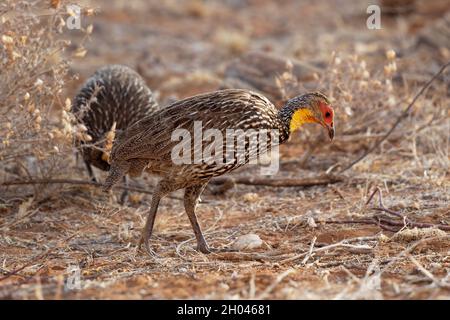 Spurfowl à col jaune ou Francolin à col jaune - Pternistis leucoscepus oiseau dans Phasianidae, trouvé en Erythrée, Ethiopie, Kenya, Somalie,Soudan, Tan Banque D'Images