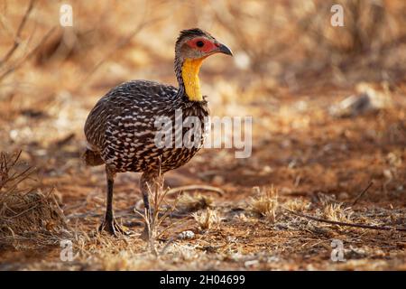 Spurfowl à col jaune ou Francolin à col jaune - Pternistis leucoscepus oiseau dans Phasianidae, trouvé en Erythrée, Ethiopie, Kenya, Somalie,Soudan, Tan Banque D'Images