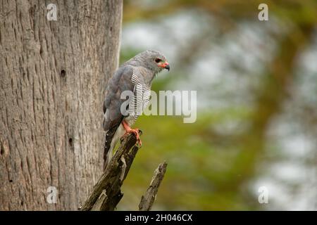 Gabar Goshawk - Micronisus gabar petite espèce d'oiseaux de proie africains et arabes de la famille des ccipitridae, corps gris et bec jaune, assis sur le Th Banque D'Images