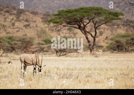 Oryx d'Afrique de l'est - Oryx beisa aussi Beisa, antilope d'Afrique de l'est, trouvé dans steppe et semidesert dans toute la Corne de l'Afrique, deux couleurs, corne Banque D'Images