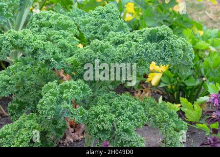 Feuille de kale dans l'agriculture et la récolte.Salade de kale dans le jardin rustique.Culture de légumes à la maison, gros plan. Banque D'Images