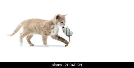 Chaton avec jouet en forme de souris dans la bouche - fond blanc Banque D'Images