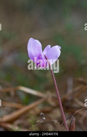 Fleur unique de cyclamen laqué d'Ivy qui grandit à l'état sauvage à Corfou Banque D'Images