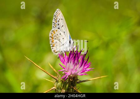 Papillon bleu commun (polyommatus icarus).Alimentation du papillon sur le nectar de fleur sauvage rose.Arrière-plan naturel Banque D'Images