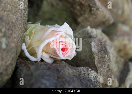 délicate fleur de rose congelée entre les pierres dures en hiver belle fleur de gros plan Banque D'Images