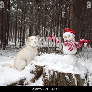 Le chien blanc est assis près d'un bonhomme de neige mignon dans un chapeau de père Noël et un foulard rayé et le regarde avec intérêt.Promenades d'hiver dans un parc enneigé. Humour, nouvel an fe Banque D'Images