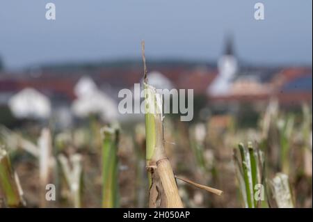 11 octobre 2021, Bade-Wurtemberg, Böhmenkirch : un champ de chaume se distingue sur fond du village de Schnittlingen.Photo: Marijan Murat/dpa Banque D'Images