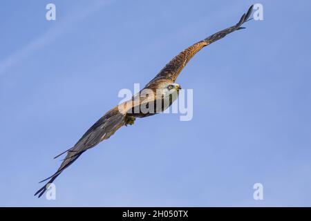 Un cerf-volant rouge en vol avec ses ailes déployées Banque D'Images