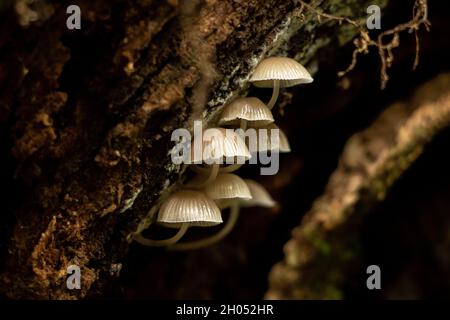 Petits champignons sauvages délicats poussant sous une bûche dans la forêt. Banque D'Images