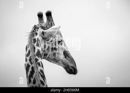 Une image en noir et blanc d'une girafe africaine.Prise dans le parc national Kruger, Afrique du Sud. Banque D'Images