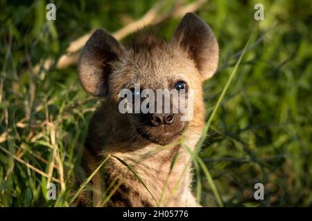 Un bébé hyena pointe sa tête hors de l'herbe.Prise dans le parc national Kruger, Afrique du Sud. Banque D'Images