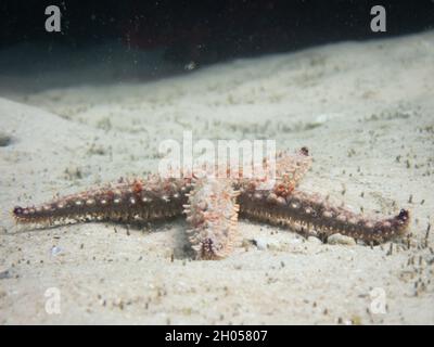 Une étoile de mer sur une zone sablonneuse de l'océan. Banque D'Images