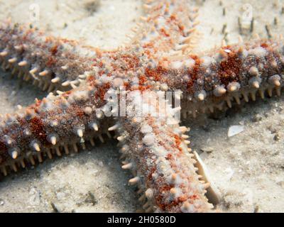 Une étoile de mer sur une zone sablonneuse de l'océan. Banque D'Images
