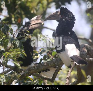 Charme noir et blanc (Bycanistes subcylindricus) sur l'île Bulago, lac Victoria, Ouganda Banque D'Images