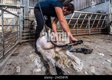 Ballydehob, West Cork, Irlande.11 octobre 2021.Un troupeau de 90 moutons de Mule appartenant à l'éleveur de moutons Johnny Ward basé à Ballydehob ont été entachés aujourd'hui.Les moutons mules sont une croix entre les béliers de Leicester à fond bleu et les brebis de colline.Le cratching était en préparation pour le ramming.Crédit : AG News/Alay Live News Banque D'Images