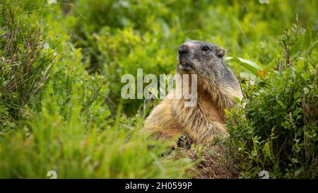 Observation attentive de marmotte alpine dans le Bush en montagne Banque D'Images