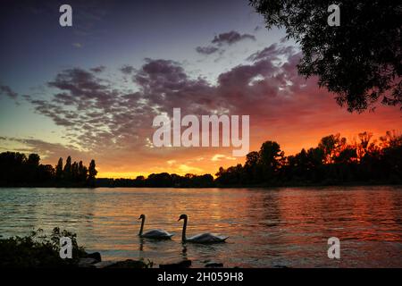 Un magnifique coucher de soleil sur le Rhin.Nuages orange et rouge se reflétant dans l'eau.Deux cygnes passent.L'accent est mis sur les cygnes.Allemagne, Baden- Banque D'Images