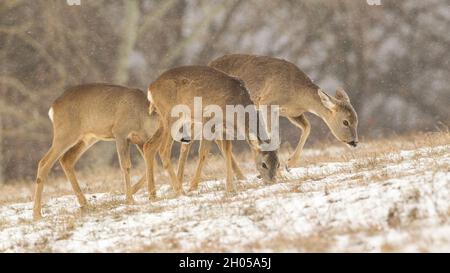 Trois chevreuils se nourrissant de l'herbe enneigée en hiver Banque D'Images