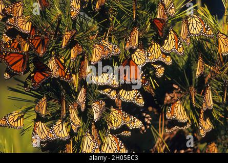 Papillons monarques.Danaus plexippus.Jones Beach State Park, Nassau County, NY. Un groupe de monarques sur le pin, pendant la migration d'automne au début de la nuit Banque D'Images