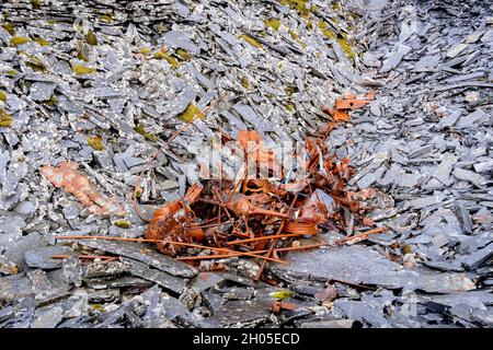 Les restes de rouille d'un véhicule de l'industrie minière de l'ardoise sont entourés de déchets d'ardoise, le 5 octobre 2021, à Blaenau Ffestinog, Gwynedd, pays de Galles.(La légende complète de l'industrie de l'ardoise est ici dans Description). Banque D'Images