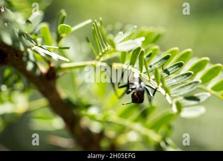 Un grand fourmi est assis sur une feuille, prise en Afrique du Sud. Banque D'Images