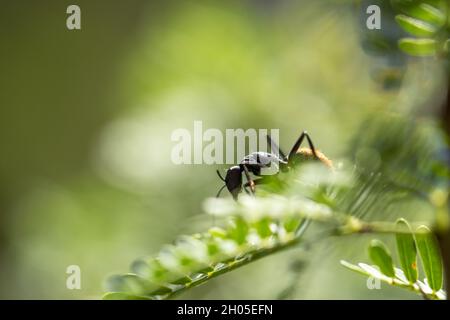 Un grand fourmi est assis sur une feuille, prise en Afrique du Sud. Banque D'Images
