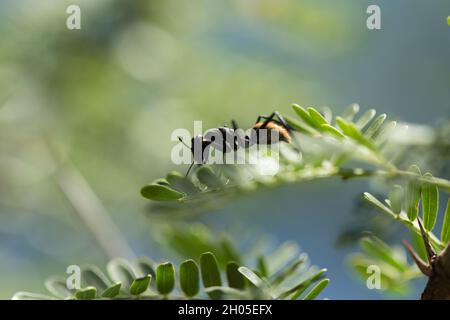 Un grand fourmi est assis sur une feuille, prise en Afrique du Sud. Banque D'Images