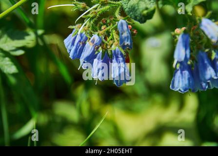 Symphytum caucasicum genre de plantes à fleurs de la famille des borages, Boraginaceae Banque D'Images