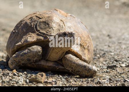 Une grande tortue sur une route goudronneuse. Banque D'Images