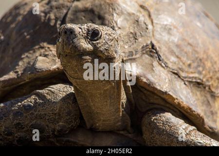 Une grande tortue sur une route goudronneuse. Banque D'Images