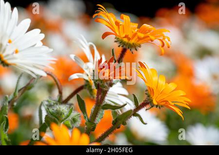 Un champ de fleurs blanches et orange au Cap, en Afrique du Sud. Banque D'Images