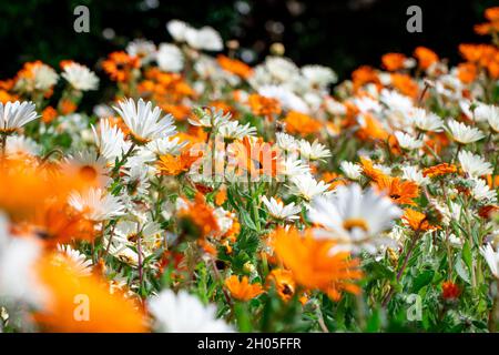 Un champ de fleurs blanches et orange au Cap, en Afrique du Sud. Banque D'Images