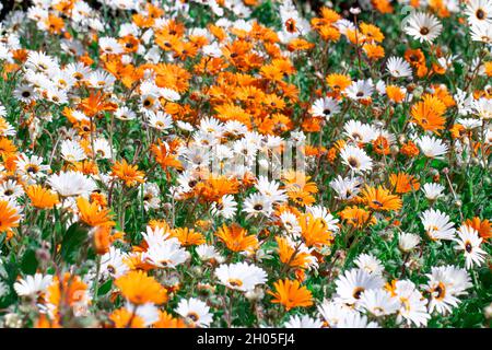 Un champ de fleurs blanches et orange au Cap, en Afrique du Sud. Banque D'Images