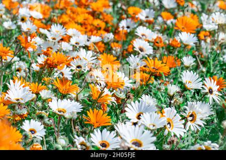 Un champ de fleurs blanches et orange au Cap, en Afrique du Sud. Banque D'Images