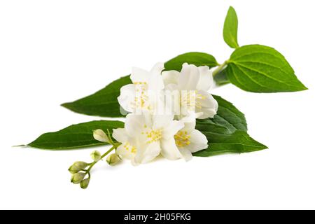 Fleurs de cornouiller anglais isolées sur blanc Banque D'Images