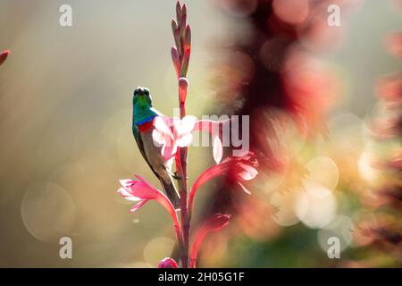 Un Sunbird à l'orange perché sur une tige de fleurs rose vif à la recherche de nectar au printemps à Cape Town, en Afrique du Sud. Banque D'Images