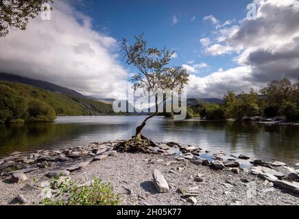 Arbre solitaire à Llyn Padarn à Snowdonia, Gwynedd Wales Royaume-Uni Banque D'Images