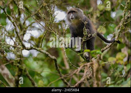 Singe bleu sur une branche d'arbre (Cercopithecus mitis) dans le parc national d'Arusha, Tanzanie Banque D'Images