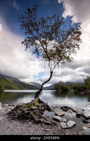 Arbre solitaire à Llyn Padarn à Snowdonia, Gwynedd Wales Royaume-Uni Banque D'Images